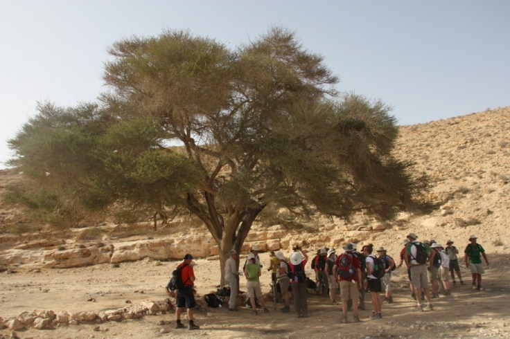 An acacia tree in Judea. Photo by Anja Noordam.