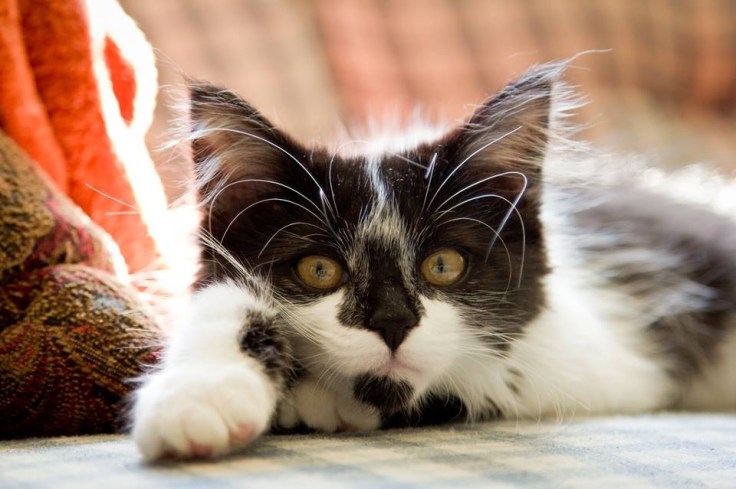 Julian (of Norwich).  Photo by Angie Poot.