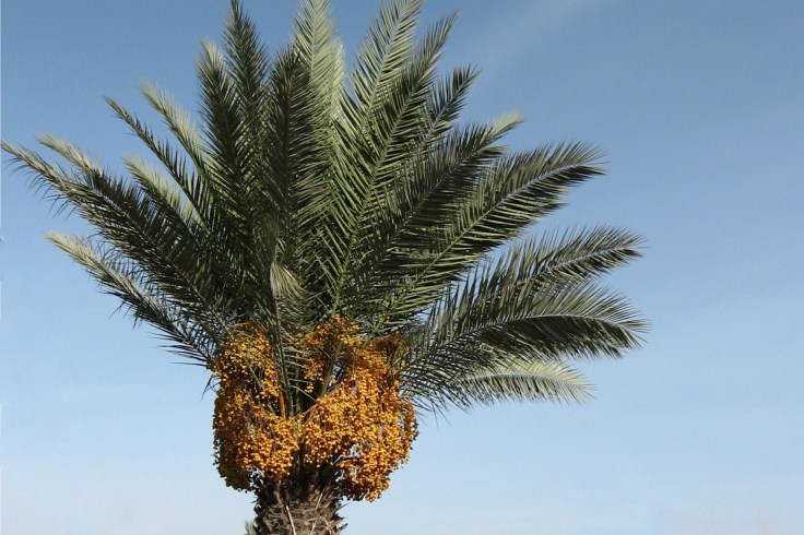 Photo by Olga Shaffer