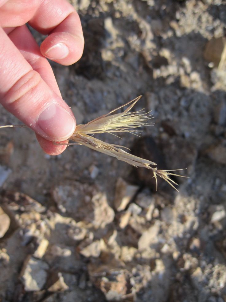 A tuft of grass in the green pastures. Photo by Olga Shaffer.