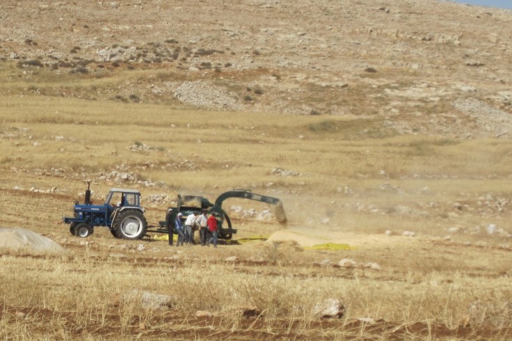A community threshing wheat in Israel, June 2014. Photo by Olga Shaffer